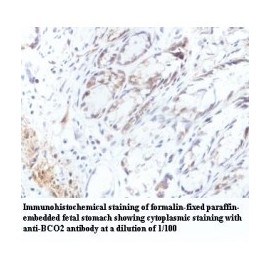 BCO2 Antibody