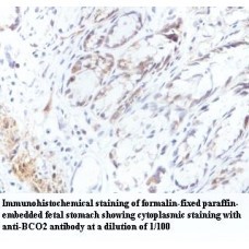 BCO2 Antibody