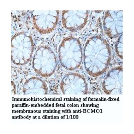 BCMO1 Antibody