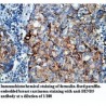 BEND5 Antibody