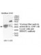 BHMT2 Antibody