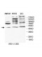 BLZF1 Antibody