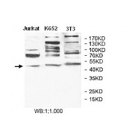 BLZF1 Antibody