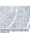 BMP5 Antibody