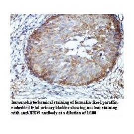 BRD9 Antibody