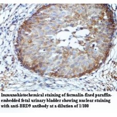 BRD9 Antibody