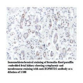 RG9MTD2 Antibody
