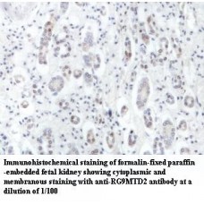 RG9MTD2 Antibody