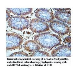 BTNL8 Antibody