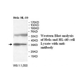 BUB3 Antibody