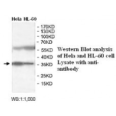 BUB3 Antibody