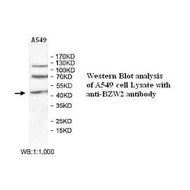 BZW2 Antibody