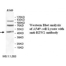 BZW2 Antibody