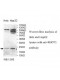 RHOT2 Antibody