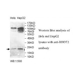 RHOT2 Antibody