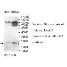 RHOT2 Antibody