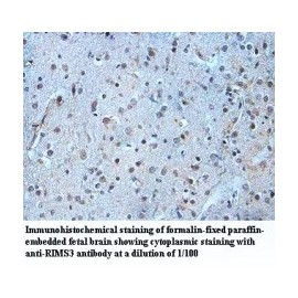 RIMS3 Antibody