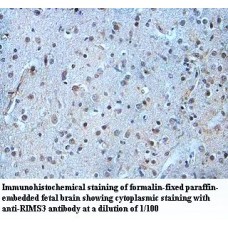 RIMS3 Antibody
