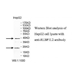 RLBP1L2 Antibody