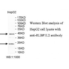 RLBP1L2 Antibody