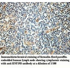 RNF19B Antibody