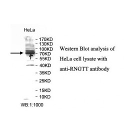 RNGTT Antibody