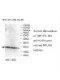 RPL18A Antibody
