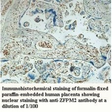 ZFPM2 Antibody
