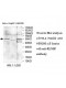 RENBP Antibody
