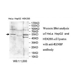 RENBP Antibody