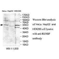 RENBP Antibody