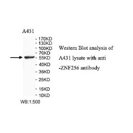 ZNF256 Antibody