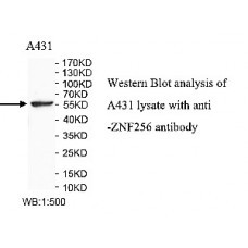 ZNF256 Antibody