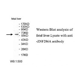 ZNF286A Antibody