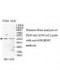 ANKRD42 Antibody