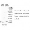 ANAPC16 Antibody