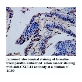 CXCL12 Antibody