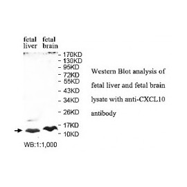 CXCL10 Antibody