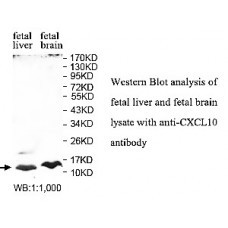 CXCL10 Antibody