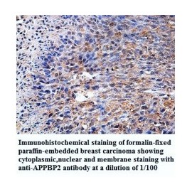 APPBP2 Antibody