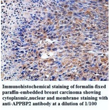 APPBP2 Antibody