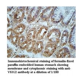 VSIG2 Antibody