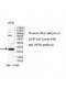 RPS8 Antibody