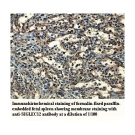 SIGLEC12 Antibody