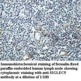 SIGLEC5 Antibody