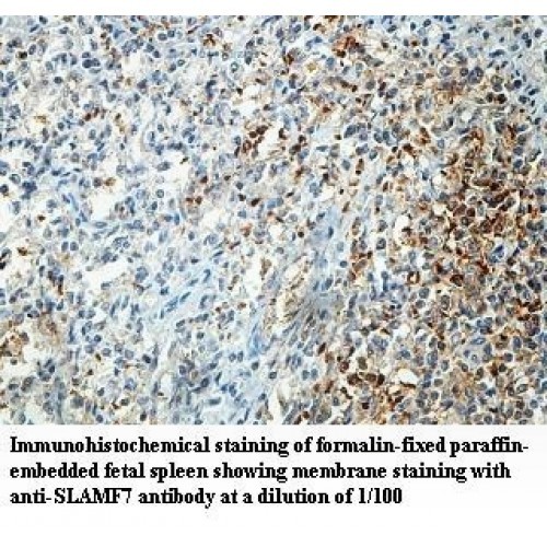 SLAMF7 Antibody