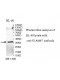 SLAMF7 Antibody