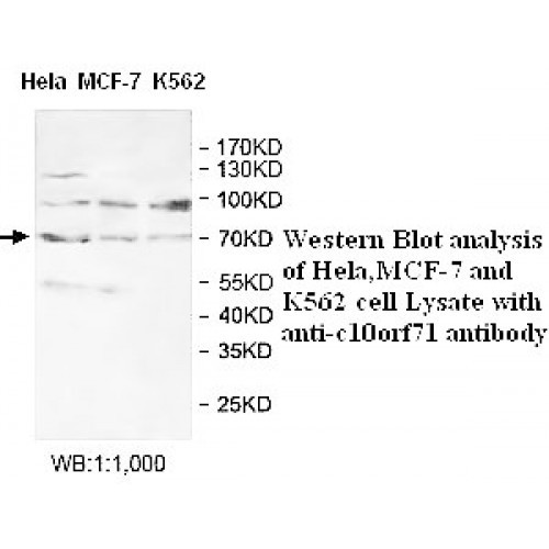 C10orf71 Antibody