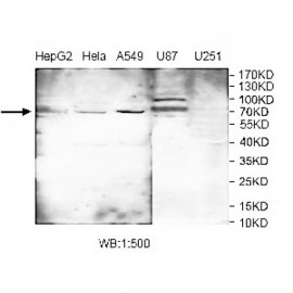 SHCBP1 Antibody