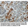 SLFN12 Antibody